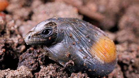 Common Lizard (Zootoca vivipara) - Woodland Trust