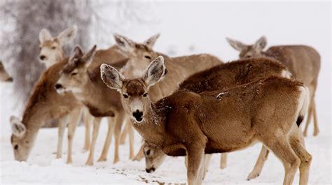 ‘Zombie’ deer disease: Deer with CWD aren't like zombies, won't attack