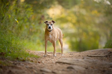 5 Myths of Pet Photography — Atlanta Pet Photography