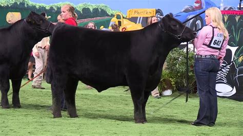 NJAS 2014 Angus Steer Show - YouTube