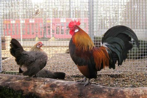 Dutch Bantam Chicken: Small yet Mighty Egg Producers