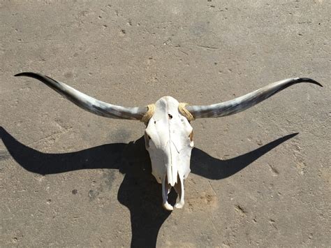 Texas Longhorn Skulls – Texas Mounted Longhorns