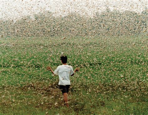 A View from the Beach: Egypt Spring Turns to Plague of Locusts