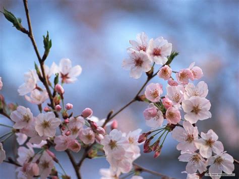 Cherry Blossom Images Free Web Graphic Illustration Of Cherry Blossoms ...