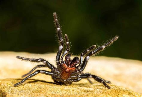 12 Most Venomous Spiders in the World - Wildlife Explained