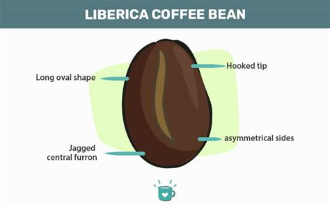 Liberica Coffee Beans: What You Need to Know