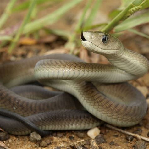 Urban Vipers 3: The black mambas of Durban, South Africa - Wildlife ...