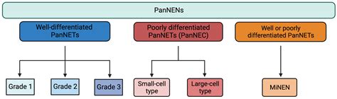 Biomedicines | Free Full-Text | An Insight on Functioning Pancreatic ...