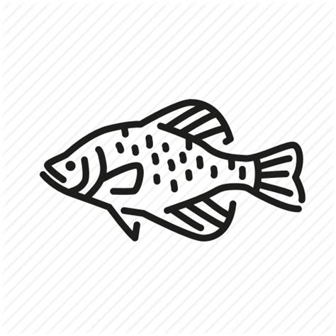 Crappie Drawing at GetDrawings | Free download