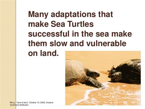 Adaptations Of Aquatic Animals Powerpoint