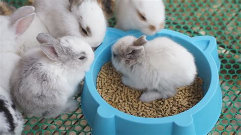 Baby Bunnies Eating 1623802 Stock Video at Vecteezy