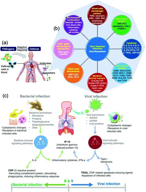 Biomarkers: Definitions, Types, and Applications – Microbe Online