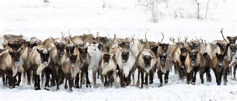 Caribou Migration: What Is It and Why Do They Do It? - A-Z Animals