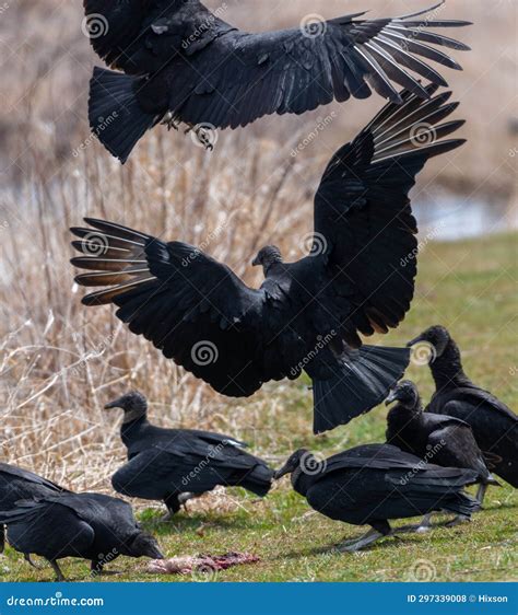 Group of Vultures Eating a Carcass Near Lake Stock Photo - Image of carcass, bird: 297339008