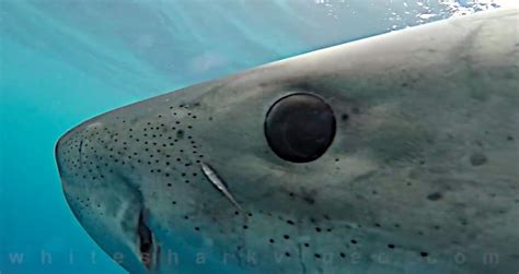 Let a great white shark look you in the eye (video) | Great white shark, White sharks, Shark