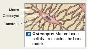 An illustration of an osteocyte within a lacuna with canaliculi. | Anatomy and physiology ...