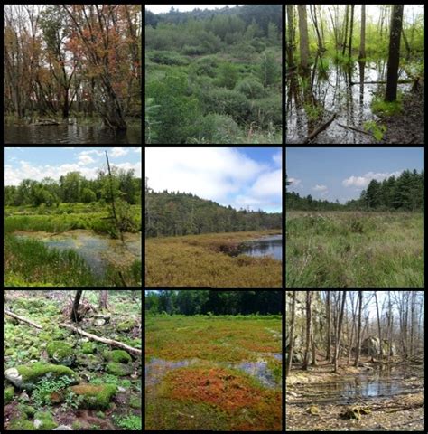 What is a Wetland? | Department of Environmental Conservation