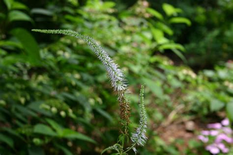 Veronicastrum (Veronicastrum) – A to Z Flowers