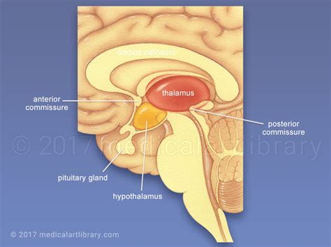 Thalamus, Hypothalamus - Medical Art Library