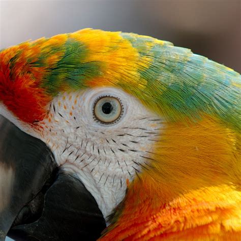 2932x2932 Parrot Macaw Ipad Pro Retina Display ,HD 4k Wallpapers,Images ...