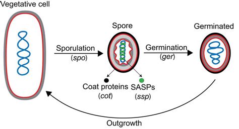 Bacillus Subtilis Spores