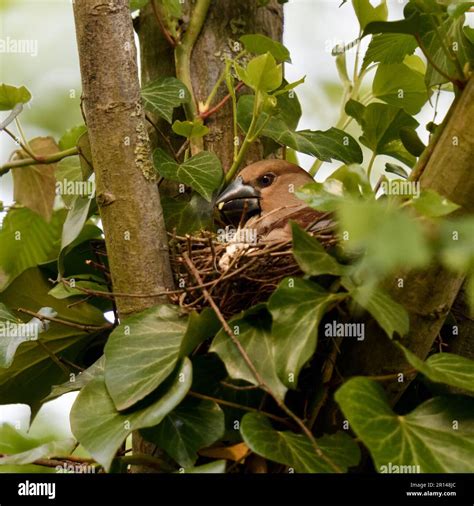 breeding... Hawfinch ( Coccothraustes coccothraustes ), brooding female eats caterpillar Stock ...