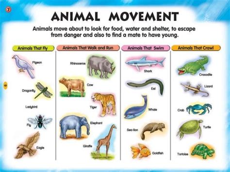 Animals movement