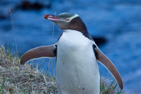 12 Mind-Blowing Facts About the Rare Yellow-Eyed Penguin - Polar Guidebook