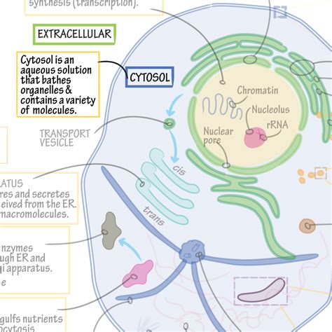 Biochemistry Glossary: Cytosol | ditki medical & biological sciences