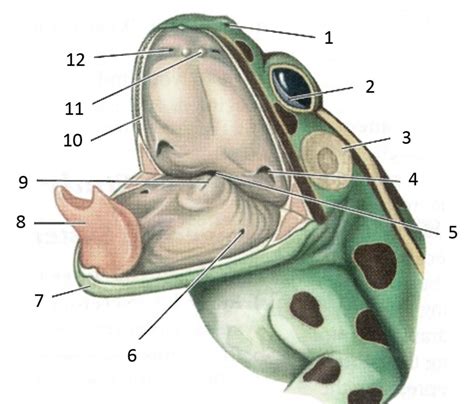 Frog Mouth Diagram Labeled