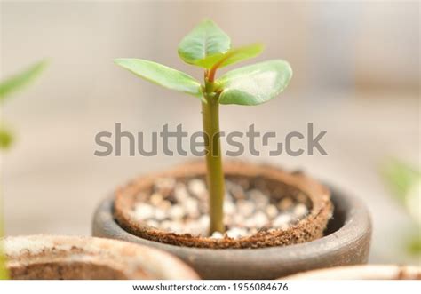 1,123 Plumeria Seeds Images, Stock Photos & Vectors | Shutterstock