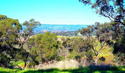 Scenic Hilltop Views of South Australian McLaren Vale Winery Region. Stock Photo - Image of rows ...