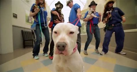 East Bay SPCA 'Oaktown Pup' Video Parodies 'Uptown Funk' In Quest To Get More Adoptions - CBS ...