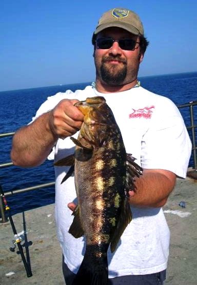 Kelp Bass - Pier Fishing in California