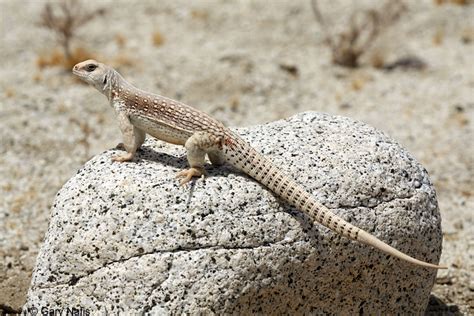 Northern Desert Iguana - Dipsosaurus dorsalis dorsalis