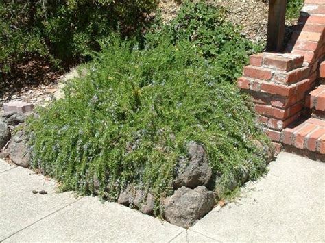 Find plants - Prostrate Rosemary