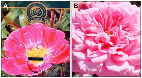 Most ornamental plants on sale in garden centres are unattractive to flower-visiting insects [PeerJ]