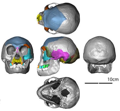 Homo sapiens, Homo erectus, Homo floresiensis