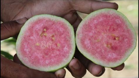 Seed less guava farming || Red Dimond Amrud ki khati || Red Japanes Guava farming - YouTube