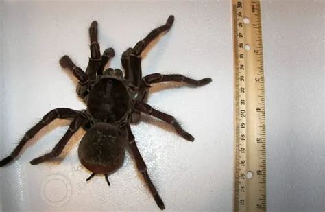 Goliath Birdeater - Description, Habitat, Image, Diet, and Interesting ...