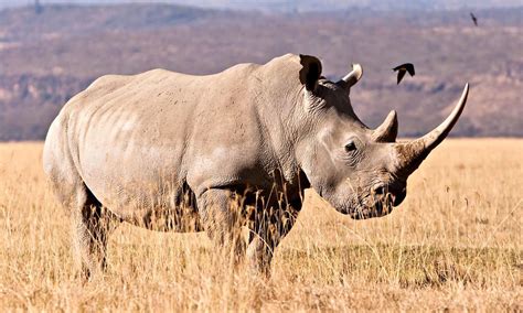 White Rhino is the largest of the rhino species. And rhinos are the 2nd largest land mammal in ...