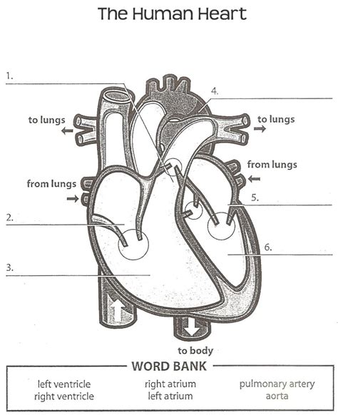 Structure Of The Heart Worksheet Answers