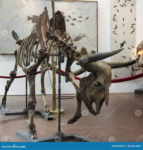 A Prehistoric Bison Skeleton at GeoDecor Fossils & Minerals Editorial Stock Image - Image of ...