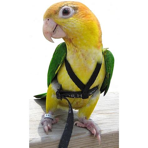 Original Aviator Large Parrot Harness - Parrot Essentials