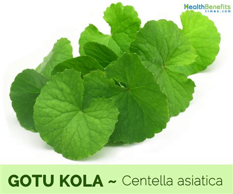 Gotu Kola facts and health benefits