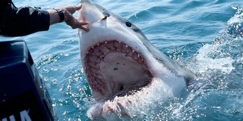 Great white shark 'hotspot' off Cape Cod one of largest in world, study ...