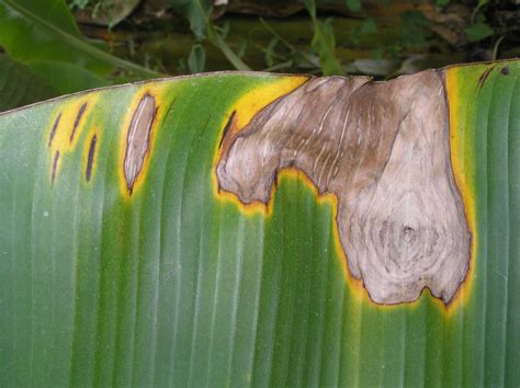 Banana | Diseases and Pests, Description, Uses, Propagation