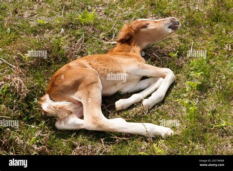 New Forest National Park Pony Stock Photo - Alamy