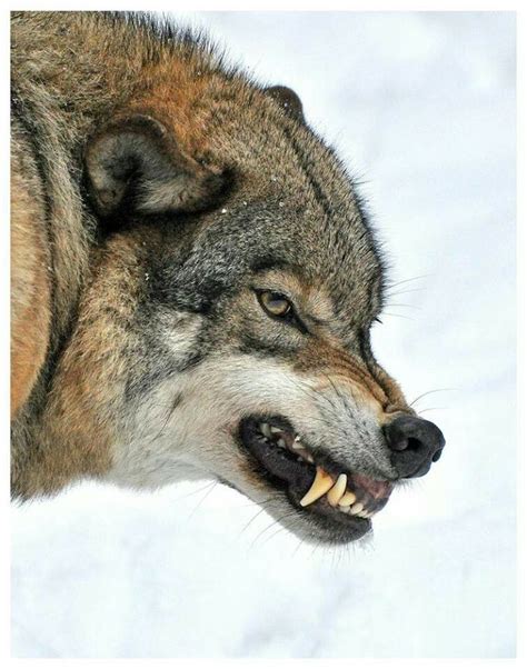 Pin by Angst on Angst | Wolf dog, Wolf spirit animal, Animals wild