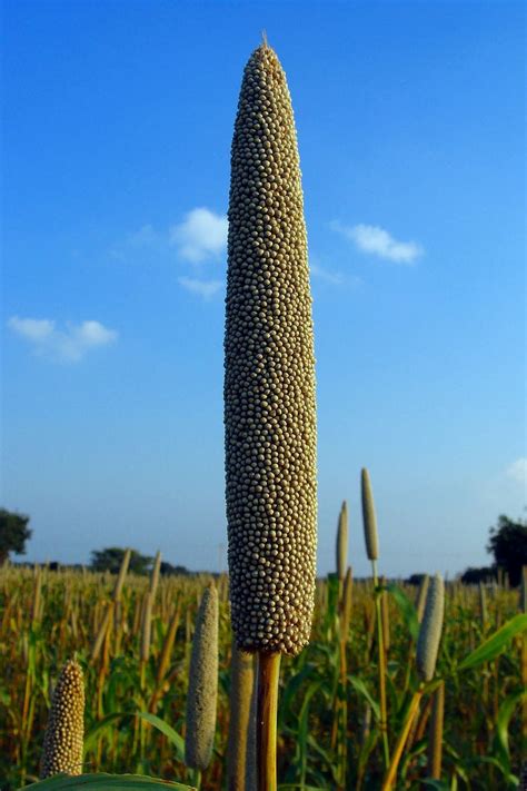 pearl millet, bajra, cultivation, lingsugur, raichur, karnataka HD ...